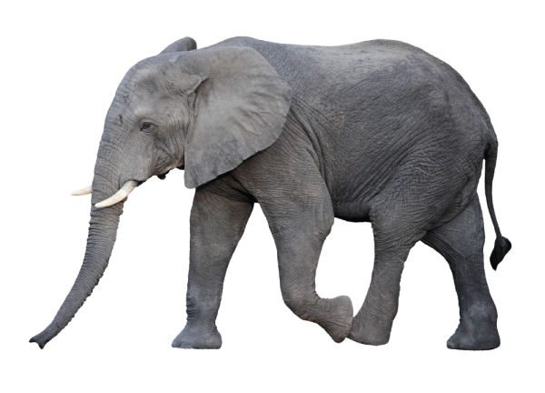 African elephant