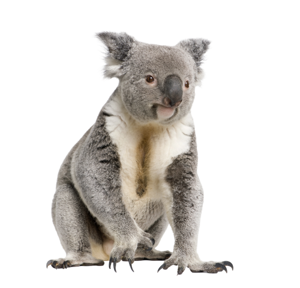 Koala